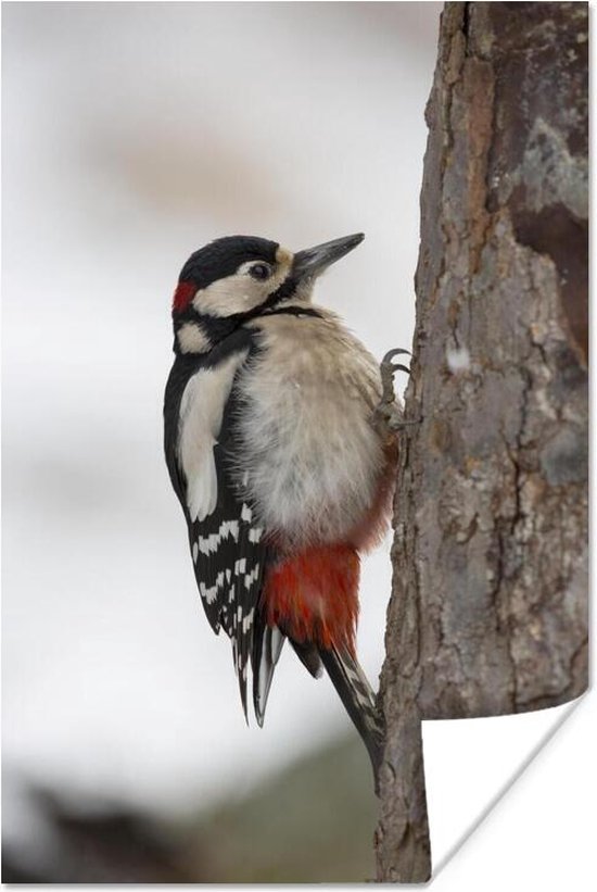 Un grand pic tacheté en hiver Poster 80x120 cm - Tirage photo sur Poster (décoration murale salon / chambre)