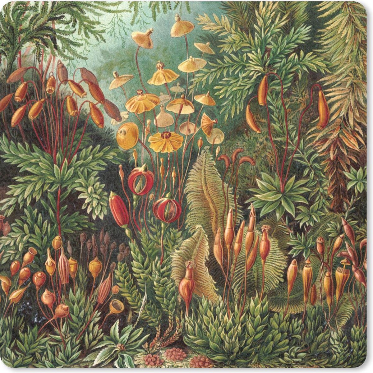 Muismat 30x30 cm - Mousepad Muscinae - Ernst Haeckel - Oude Meesters - Muismatten