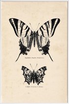 JUNIQE - Poster met kunststof lijst Butterfly Engraving -20x30 /Bruin