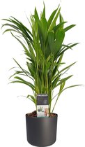 FloraExpert - Dypsis - 50 Cm - Ø 14