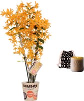 FloraExpert - Eucalyptus - 50 Cm - Ø 12
