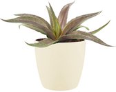 Mangave ‘Redwing’ ® in ELHO Brussels Round (soap) – ↨ 15cm – ⌀ 18cm