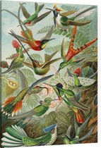 Trochilidae (of Kolibries), Ernst Haeckel - Foto op Canvas - 30 x 40 cm