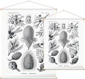 Araucaria - Coniferae (Kunstformen der Natur), Ernst Haeckel - Foto op Textielposter - 120 x 160 cm