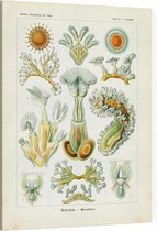 Cristatella - Bryozoa (Kunstformen der Natur), Ernst Haeckel - Foto op Canvas - 30 x 40 cm