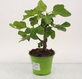 Kamerplant van Botanicly – Vijgenboom – Hoogte: 35 cm – Ficus Carica