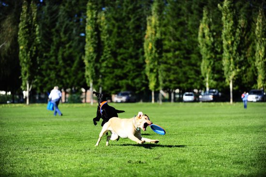 Twee honden rennen over een groen veld, één vangt een blauwe frisbee.