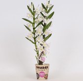 Orchidee van Botanicly – Bamboe Orchidee – Hoogte: 50 cm, 1 tak – Dendrobium nobile cultivars