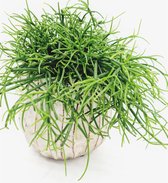 RealPlants - Rhipsalis - 20 Cm - Ø 15 - 2 Stuks