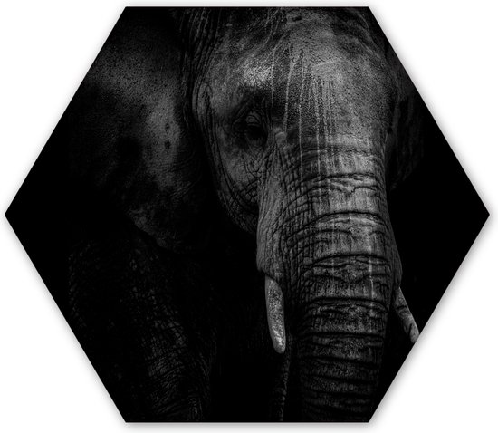 Hexagon wanddecoratie - Kunststof Wanddecoratie - Hexagon Schilderij -  een olifant in zwart-wit donkere achtergrond - 120x103 cm