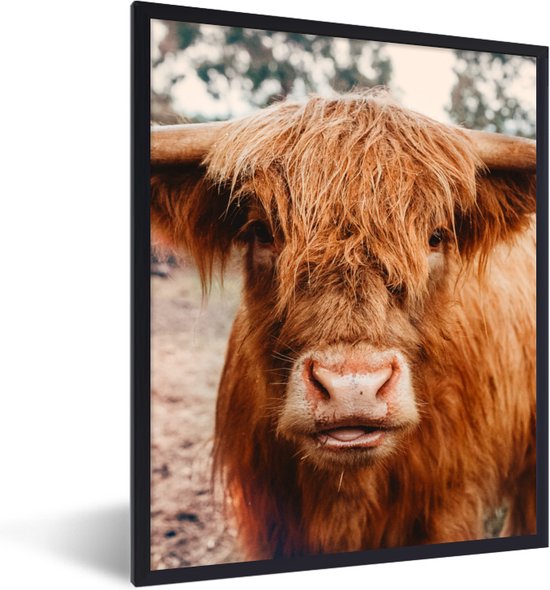 PosterMonkey - Fotolijst - Schotse hooglander - Dieren - Koe - Poster - Poster met kader - Foto in lijst - 30x40 cm - Poster dieren - Poster Schotse hooglander - Wanddecoratie - Posterlijst