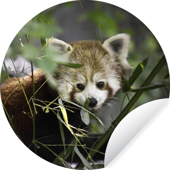 WallCircle - Muurstickers - Behangcirkel - Rode Panda - Takken - Groen - ⌀ 30 cm - Muurcirkel - Zelfklevend - Ronde Behangsticker