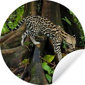 Ocelot dans la jungle du Costa Rica Sticker mural cercle mural 50x50 cm / cercle papier peint / cercle mural / cercle vivant - autocollant & coupe ronde