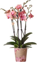 Kolibri Orchids | Oranje roze Phalaenopsis orchidee - Jewel Pirate Picotee - potmaat Ø12cm bloeiende kamerplant - vers van de kweker