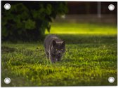 WallClassics - Tuinposter – Grijze Kat op Jacht in de Achtertuin - 40x30 cm Foto op Tuinposter  (wanddecoratie voor buiten en binnen)