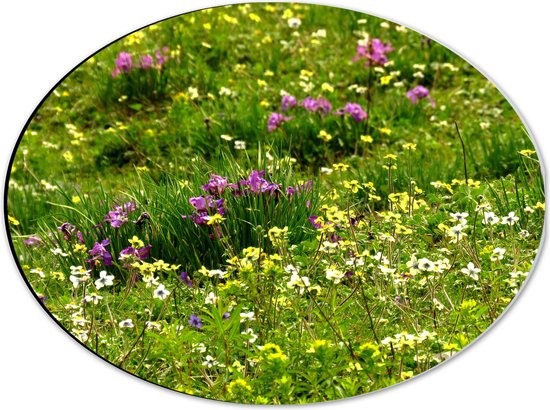 WallClassics - Dibond Oval - Fleurs colorées parmi l'herbe verte - 40x30 cm Photo sur ovale (avec système de suspension)