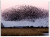WallClassics - Acrylglas - Grote Zwerm Vogels in de Lucht - 40x30 cm Foto op Acrylglas (Met Ophangsysteem)