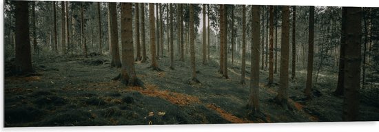 WallClassics - Dibond - Heuvel Bos - 150x50 cm Foto op Aluminium (Wanddecoratie van metaal)