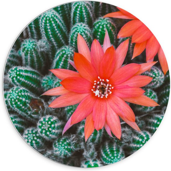 WallClassics - Cercle mural en panneau de mousse PVC - Fleurs rouges sur cactus - Photo 70x70 cm sur cercle mural (avec système de suspension)