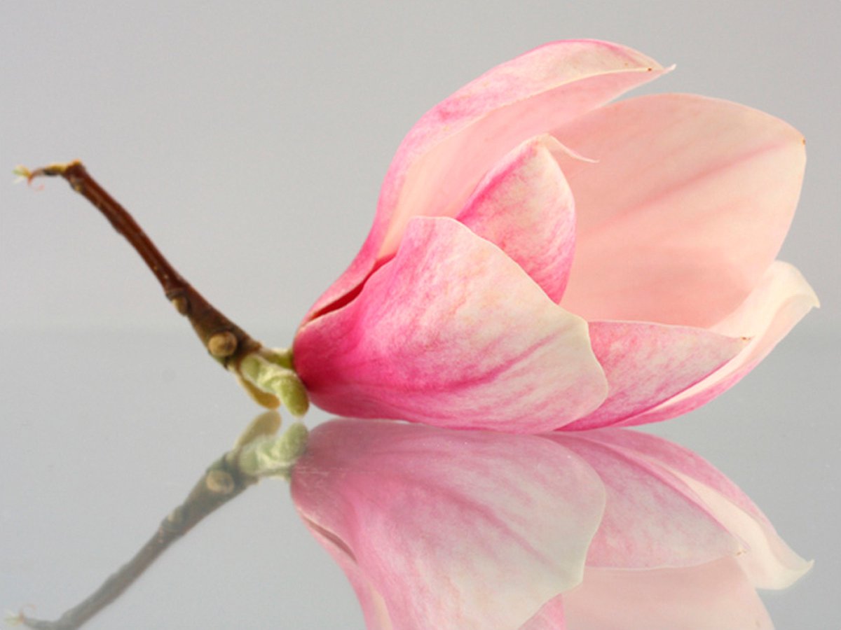 Fotobehang - Een eenzame magnolia bloem.