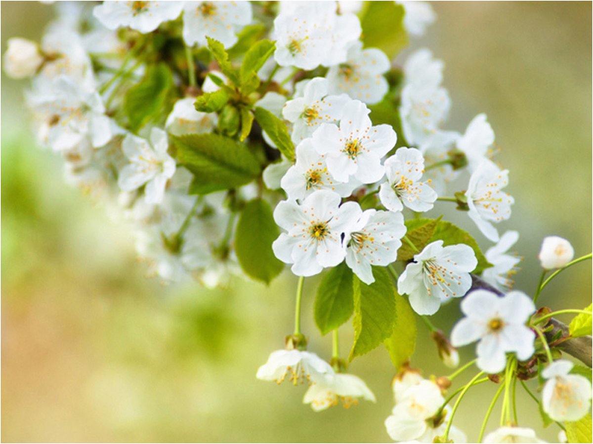 Fotobehang - Mooie gevoelige kersenbloesems.