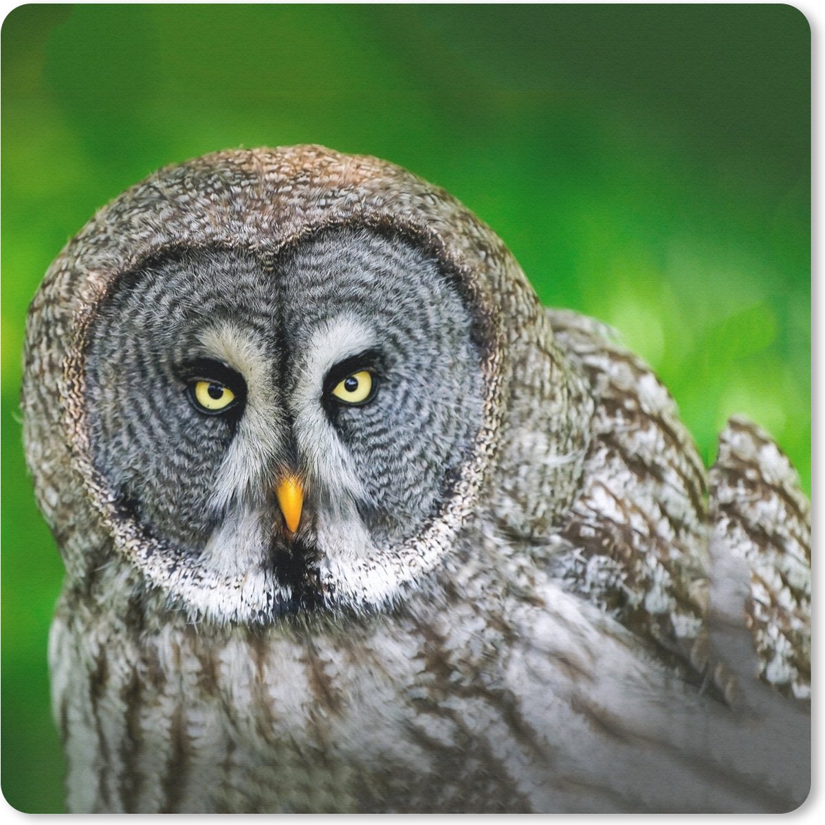 Muismat 30x30 cm - Mousepad Vogel - Uil - Dieren - Bruin - Portret - Muismatten