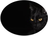 WallClassics - Dibond Ovaal - Zwarte Kat met Zwarte Achtergrond - 68x51 cm Foto op Ovaal (Met Ophangsysteem)