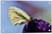 WallClassics - Tuinposter – Witte Vlinder op Paarse Bloem - 60x40 cm Foto op Tuinposter  (wanddecoratie voor buiten en binnen)