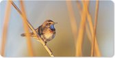 Bureau onderlegger - Muismat - Bureau mat - Vogels - Blauwborst - Riet - 80x40 cm