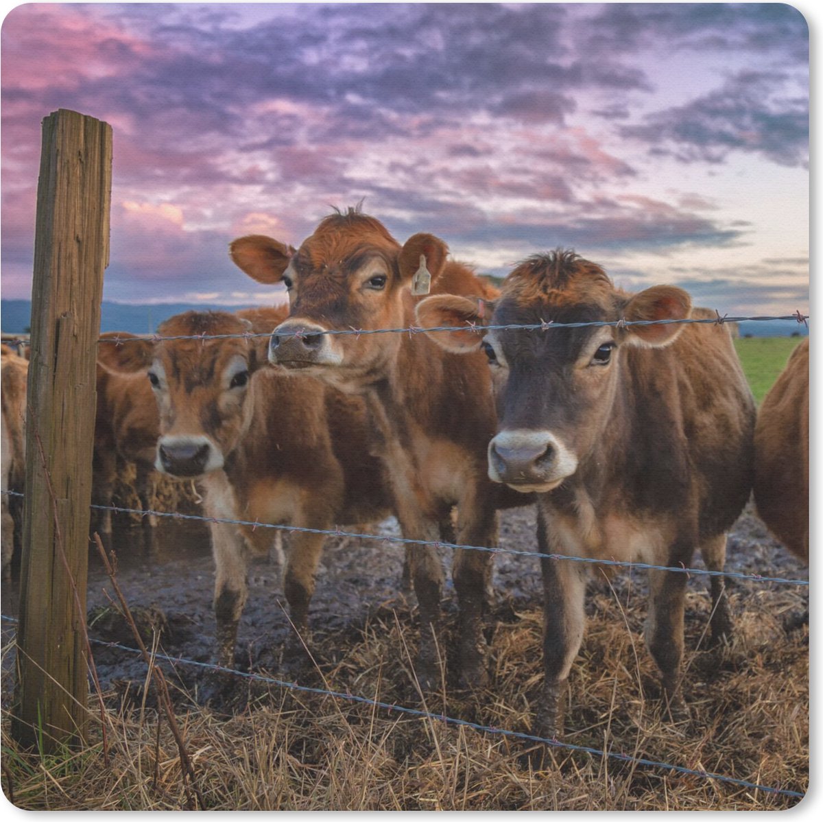 Muismat 30x30 cm - Mousepad Koe - Dieren - Koeien - Muismatten