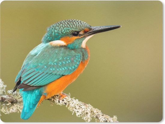 Tapis de souris avec un martin-pêcheur sur une branche, plumes turquoise et orange.