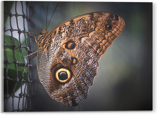 WallClassics - Acrylglas - Bruine Vlinder op het Hek - 40x30 cm Foto op Acrylglas (Met Ophangsysteem)
