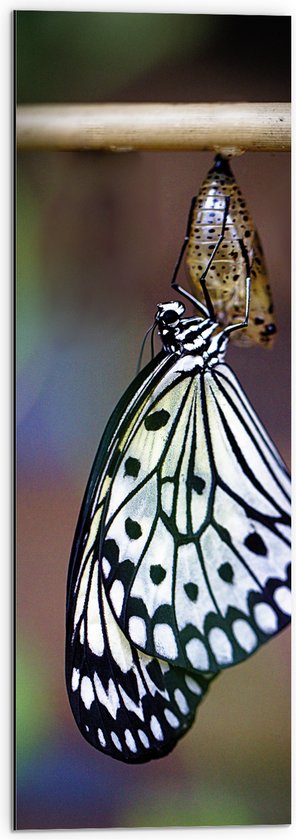 WallClassics - Dibond - Zwart met Witte Vlinder komt uit Cocon - 30x90 cm Foto op Aluminium (Met Ophangsysteem)