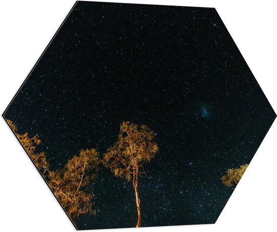 WallClassics - Dibond Hexagon - Bomen in de Nacht onder Sterrenhemel - 80x69.6 cm Foto op Hexagon (Met Ophangsysteem)