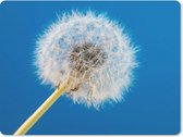 Muismat Groot - Paardenbloem - Bloem - Terras - 40x30 cm - Mousepad - Muismat