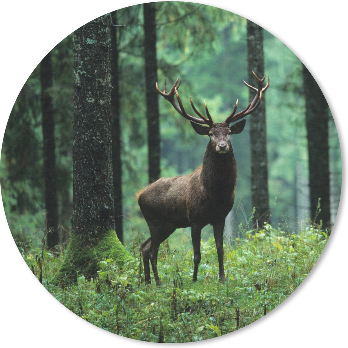 Muismat rond 30x30 cm - Mousepad Hert - Bos - Bomen - Dieren - Natuur - Ronde muismatten