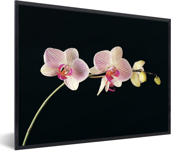 Affiche avec cadre Orchidée - Orchidée sur fond noir - cadre photo noir -  80x60 cm -... | bol.com