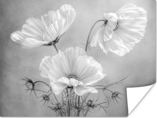 Poster Stilleven - Bloemen - Zwart wit - Klaproos - Botanisch - 80x60 cm