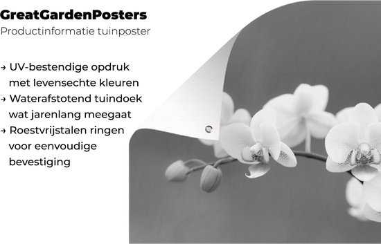 Tableau jardin Orchidée - Fleurs - Plante - Wit - Violet - 60x80 cm - Affiche jardin - Toile jardin - Affiche extérieur