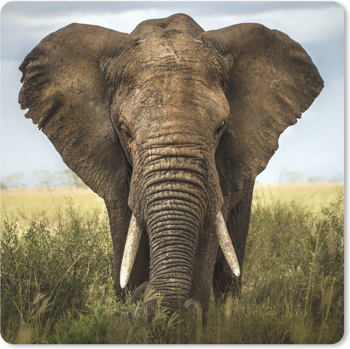 Muismat 20x20 cm - Mousepad Olifant - Natuur - Gras - Dieren - Landschap - Muismatten