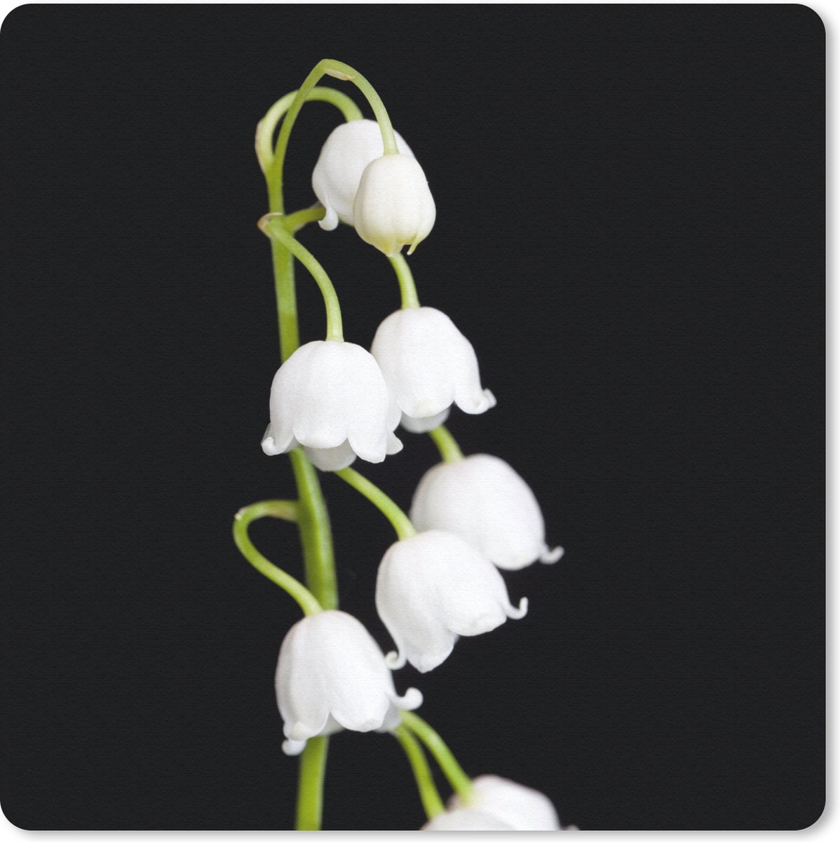 Muismat 30x30 cm - Mousepad Lelietjes van dalen - Bloemen - Zwart - Flora - Muismatten