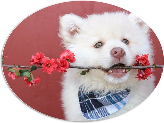 WallClassics - PVC Schuimplaat Ovaal - Witte Hond met Bloementak - 108x81 cm Foto op Ovaal  (Met Ophangsysteem)