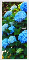 Deursticker Blauwe hortensia's - 80x215 cm - Deurposter