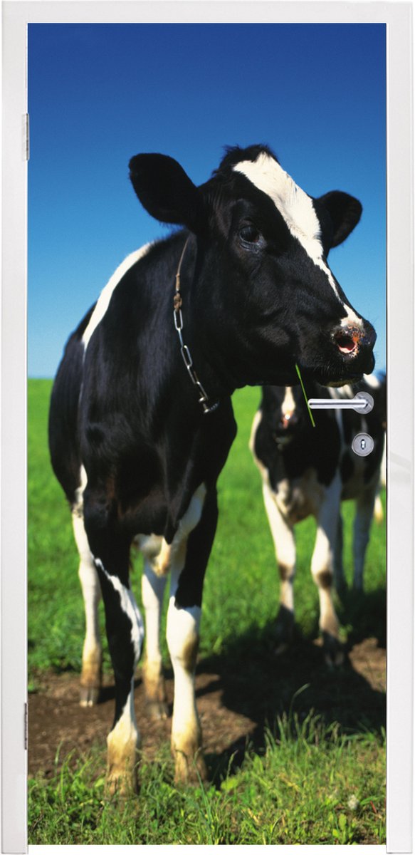 Deurposter 90x215 cm - Deursticker Koe - Gras - Dieren - Meubelfolie zelfklevend - Deurfol