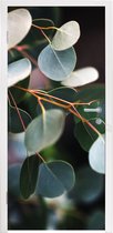 Deursticker Eucalyptus bladeren aan takken - 80x215 cm - Deurposter