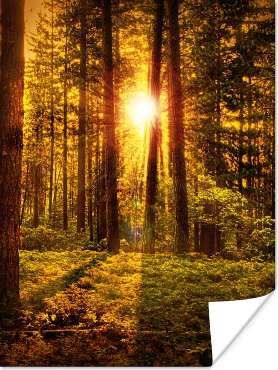 Poster Bos - Zon - Bomen - Natuur - Zonsondergang
