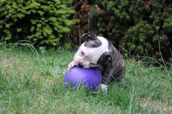 Brindle puppy met witte vlekken speelt met een paars Jolly Egg in het gras.