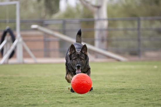 Herder rent over grasveld met oranje Jolly Soccer Ball in bek.