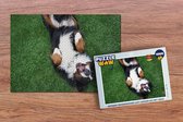 Puzzel Berner Sennenhond ligt lekker op het gras - Legpuzzel - Puzzel 1000 stukjes volwassenen