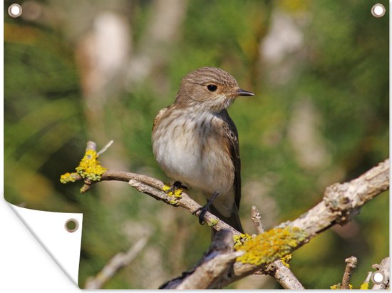 Foto: Tuinposter tuindoek tuinposters buiten grauwe vliegenvanger in een bos 120x90 cm tuin